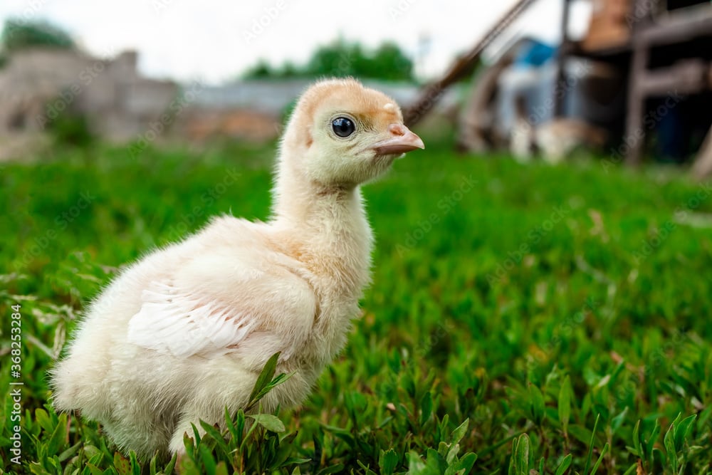 Animal_health